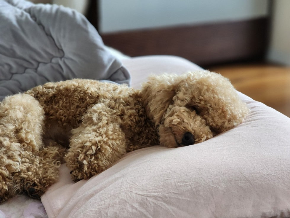 Cute Puppy Clean Home Paws